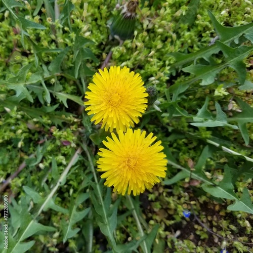 Yellow dandelion flowers with natural green background