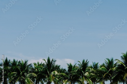 Picturesque view of palm trees and a clear blue sky in the background