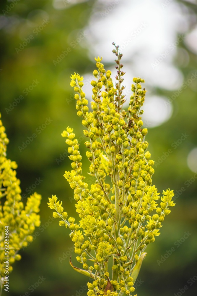 Vibrant yellow flowering plant stands in contrast to a backdrop of lush green foliage Vibrant yellow flowering plant stands in contrast to a backdrop of lush green foliage