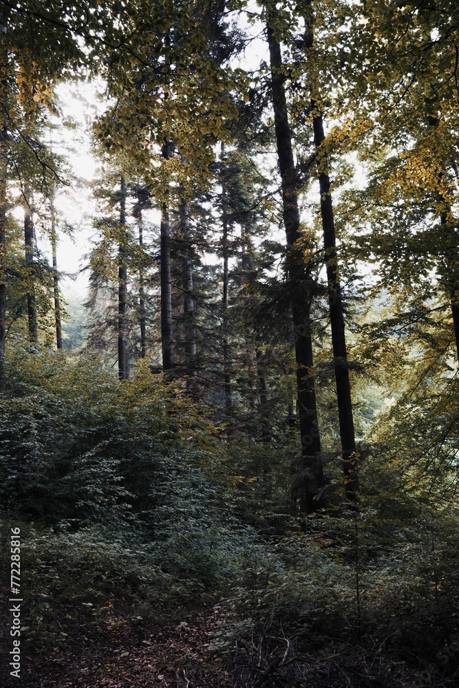 Fototapeta premium Tranquil landscape of a wooded area, with a line of trees standing together in the foreground
