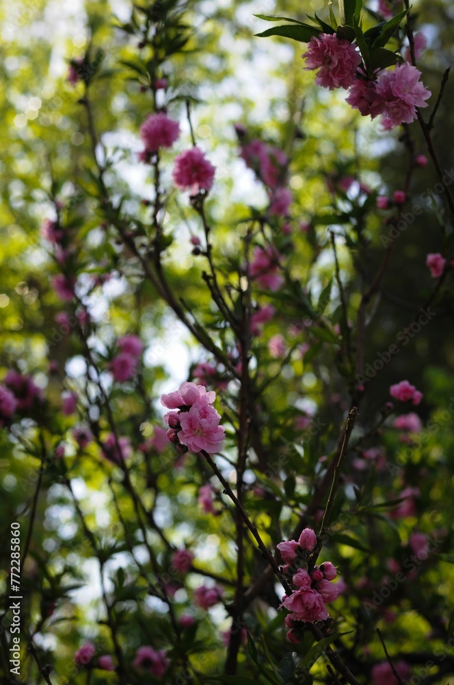 Vibrant pink flowering tree standing in front of a backdrop of lush green trees Vibrant pink flowering tree standing in front of a backdrop of lush green trees