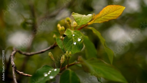Rainy drop from close up