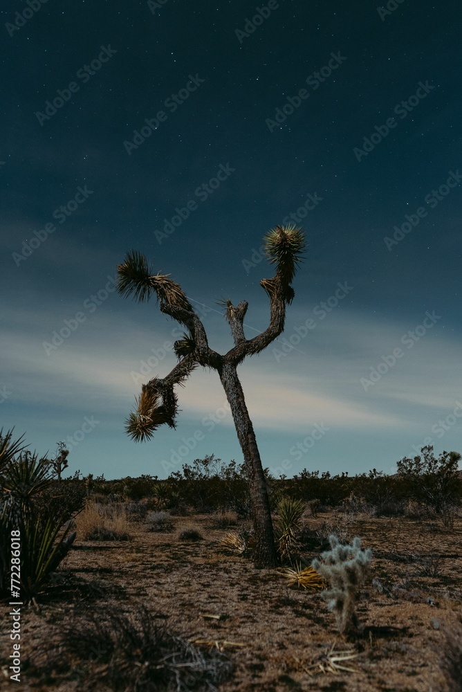 Single Joshua tree standing in the foreground of a vast desert landscape