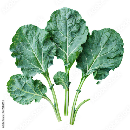 Green leaves of a vegetable plant on transparent background. Cruciferous vegetables