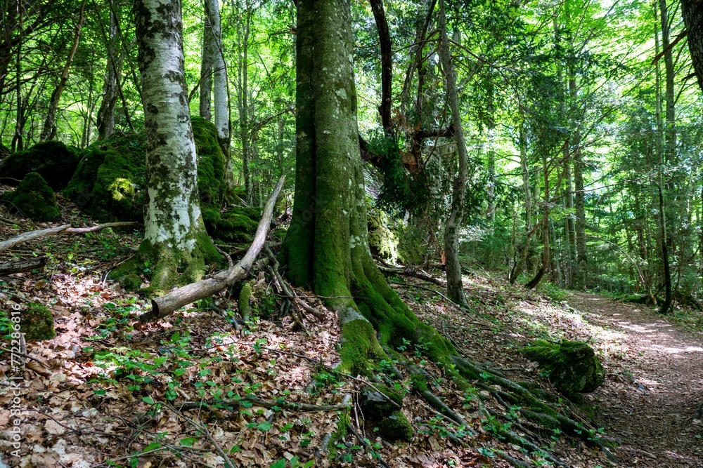 a trail running through a wooded forest with trees and moss a trail running through a wooded forest with trees and moss