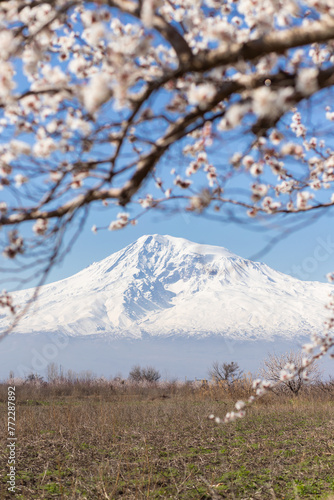 Snow-capped mountain and branch of a blossoming tree. Clear blue sky. Spring background