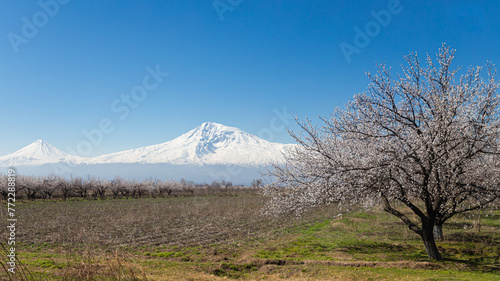Snow-capped mountain and branch of a blossoming tree. Clear blue sky. Spring background