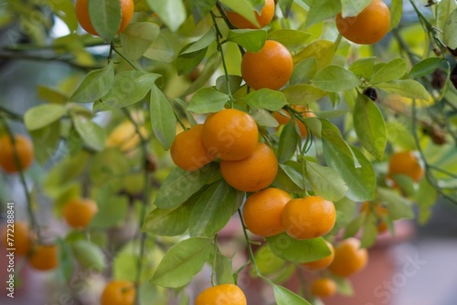 an orange tree full of lots of ripe oranges on it photo