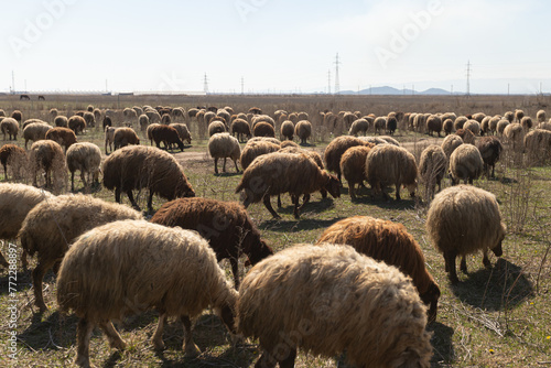 Typical spring rural landscape with meadow and domestic sheeps. Open farm with sheeps and goats on the field, Ararat Valley, Armenia