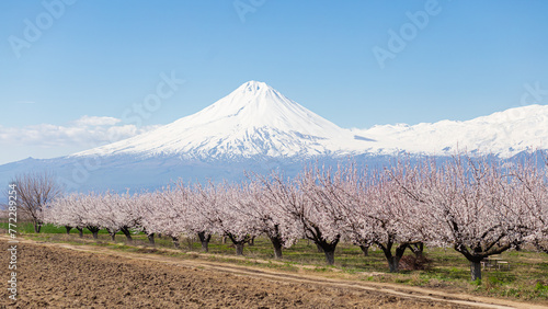 Snow-capped mountain and blossoming trees. Clear blue sky. Spring background