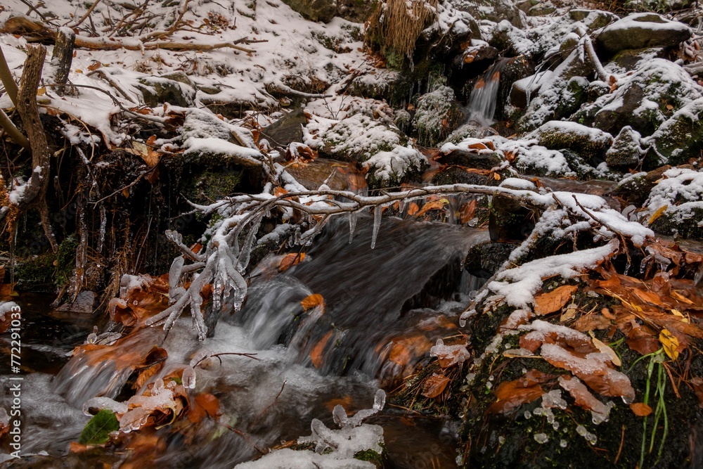 Small stream running through a forest Small stream running through a forest