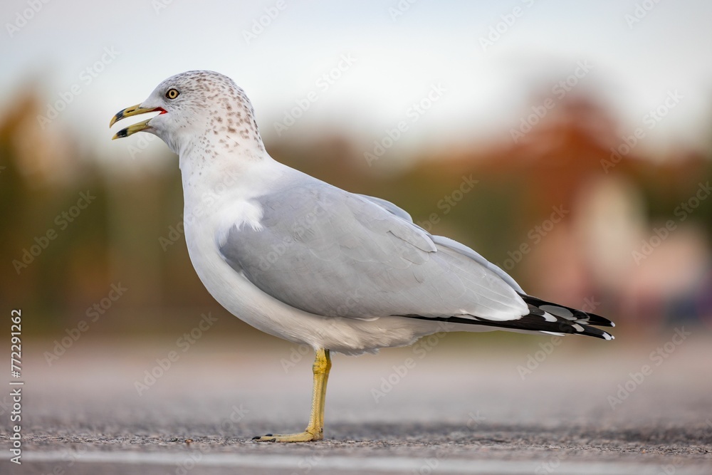 Delaware gull (Larus delawarensisLarus delawarensis) standing on a concrete sidewalk Delaware gull (Larus delawarensisLarus delawarensis) standing on a concrete sidewalk