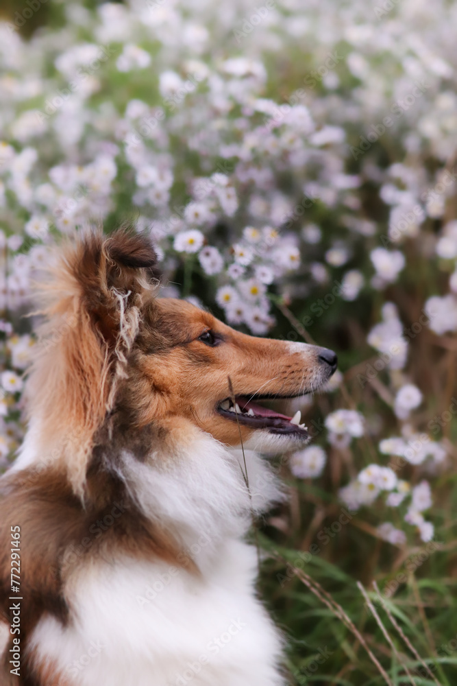 Adorable puppy of shetland sheepdog also known as sheltie.
Adorable puppy of shetland sheepdog also known as sheltie.