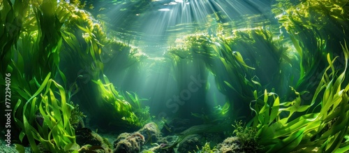 depicts a vibrant underwater scene featuring a lush forest of Macrocystis pyrifera seaweed swaying gently in the currents  creating a unique habitat for marine life.
