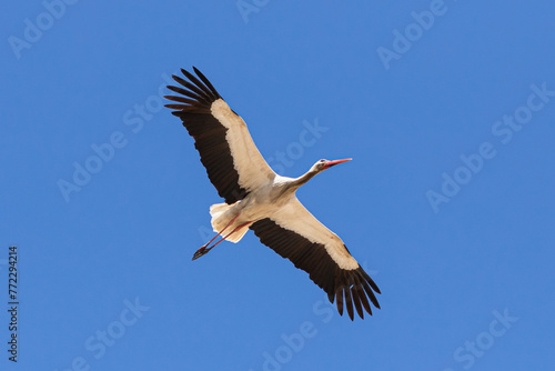 Flying stork against the blue sky