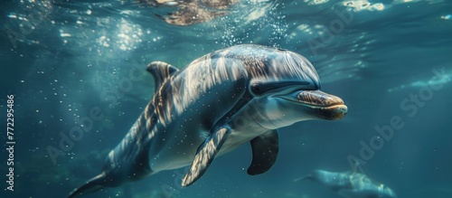 A graceful dolphin glides through the water surrounded by a large group of fish. The scene captures the marine life in motion. © FryArt Studio