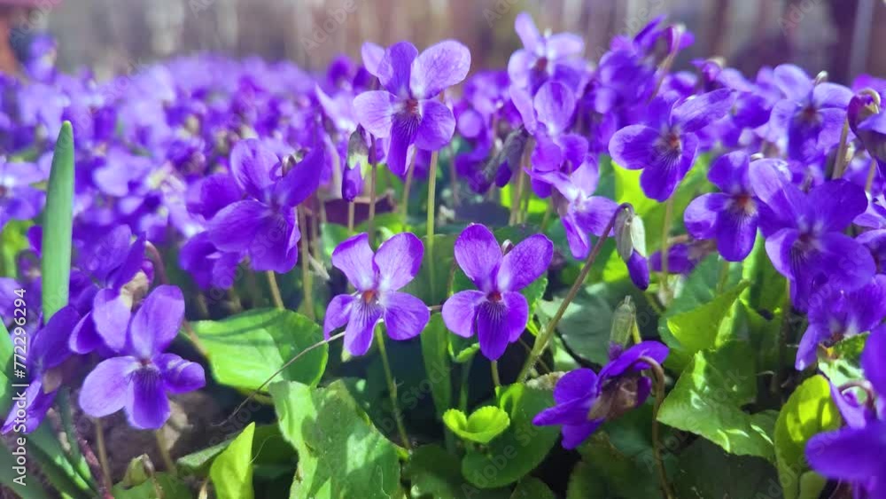Wild purple violets flowers blooming in spring Wild purple violets flowers blooming in spring