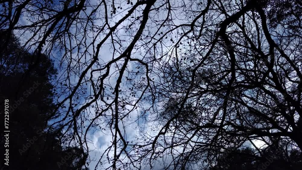 Dark landscape of trees with branches that occupy the entire landscape Dark landscape of trees with branches that occupy the entire landscape