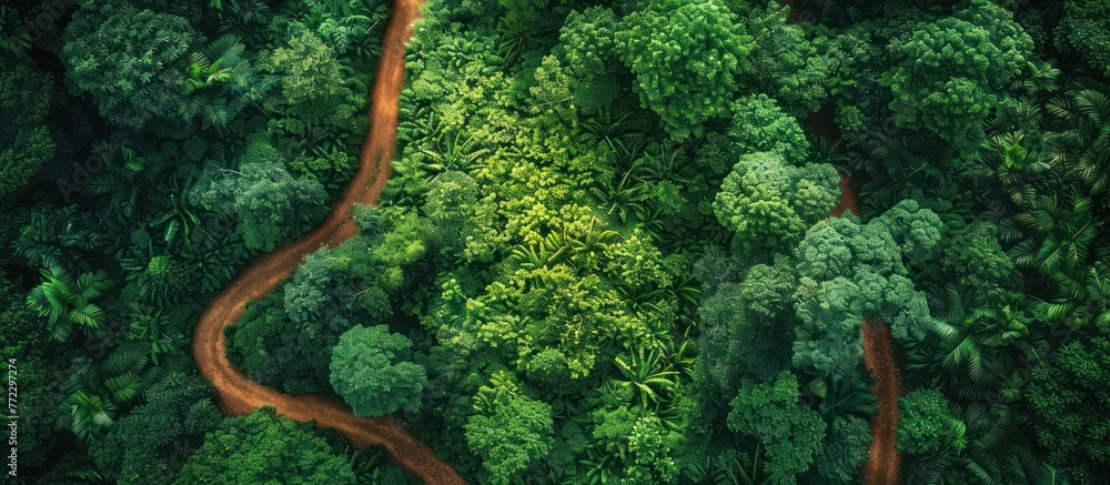 A dirt road winds through a dense green forest in this aerial view, showcasing the natural beauty and serpentine path of the route.