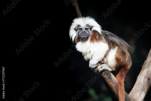 Tamarin pinches also known as Saguinus oedipus.