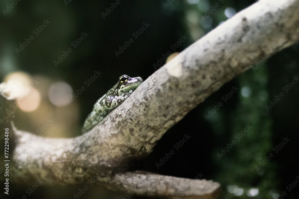 An adorable tiny Mission golden-eyed tree frog also known as Trachycephalus resinifictrix. An adorable tiny Mission golden-eyed tree frog also known as Trachycephalus resinifictrix.