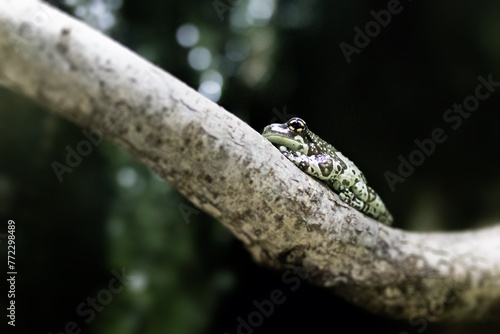 An adorable tiny Mission golden-eyed tree frog also known as Trachycephalus resinifictrix.