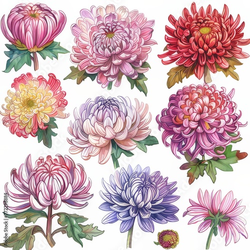Clip art illustration with various types of chrysanthemums on a white background.