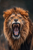Full face lion - Face of a roaring lion close up