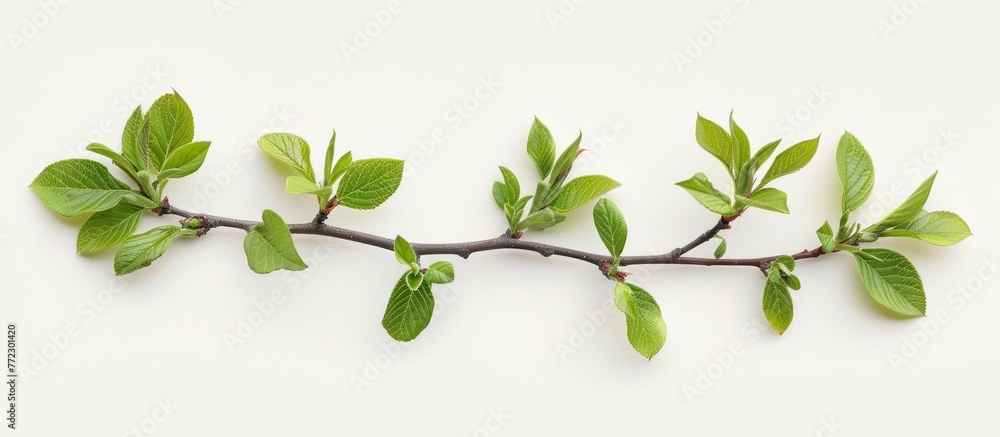 A branch with vibrant green leaves and buds against a clean white backdrop.
