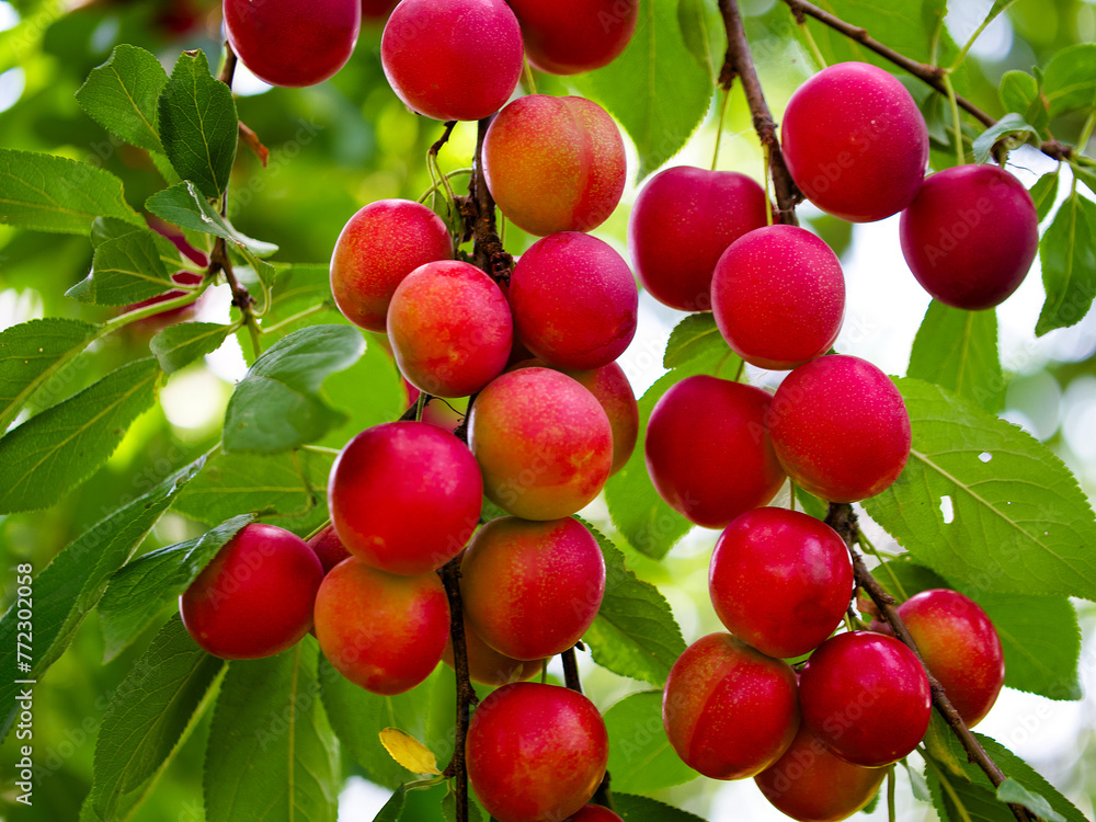 Close-up of ripe cherry plums on a tree branch, surrounded by vibrant green leaves. Ideal for content related to organic farming and fresh produce. Close-up of ripe cherry plums on a tree branch, surrounded by vibrant green leaves. Ideal for content related to organic farming and fresh produce.