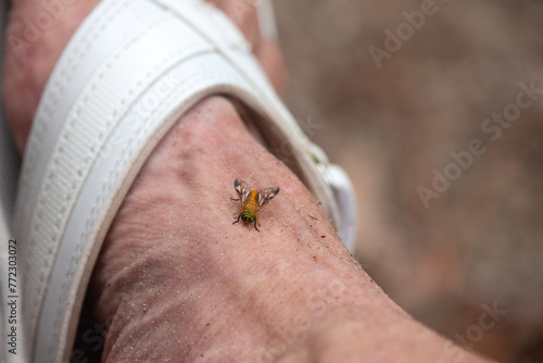 A yellow fly, also known as Diachlorus ferrugatus, resting on a person's sandy foot. photo