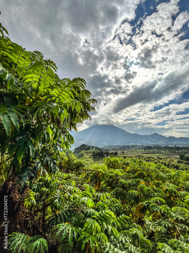 tropical landscape with hagenia trees and volcano in the background (portrait mode)