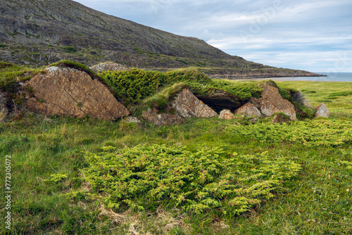 Obraz na plátně Low growth junipers and rocks by the Barents Sea on a beautiful summer day, Finn