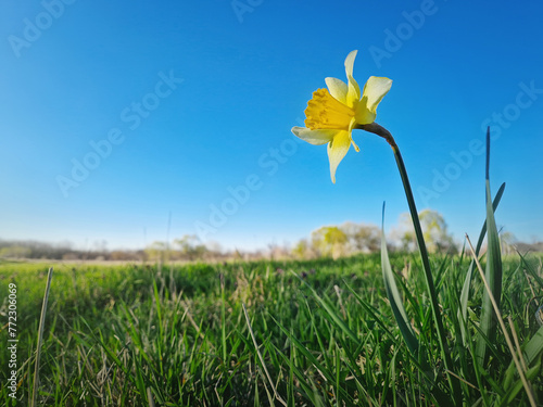 Wild daffodil blooming on a green grass pasture in a sunny spring day. Yellow narcissus plant springtime jonquil symbol