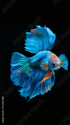 A beautiful blue and orange fish with its fins spread out. The fish is swimming in a black background