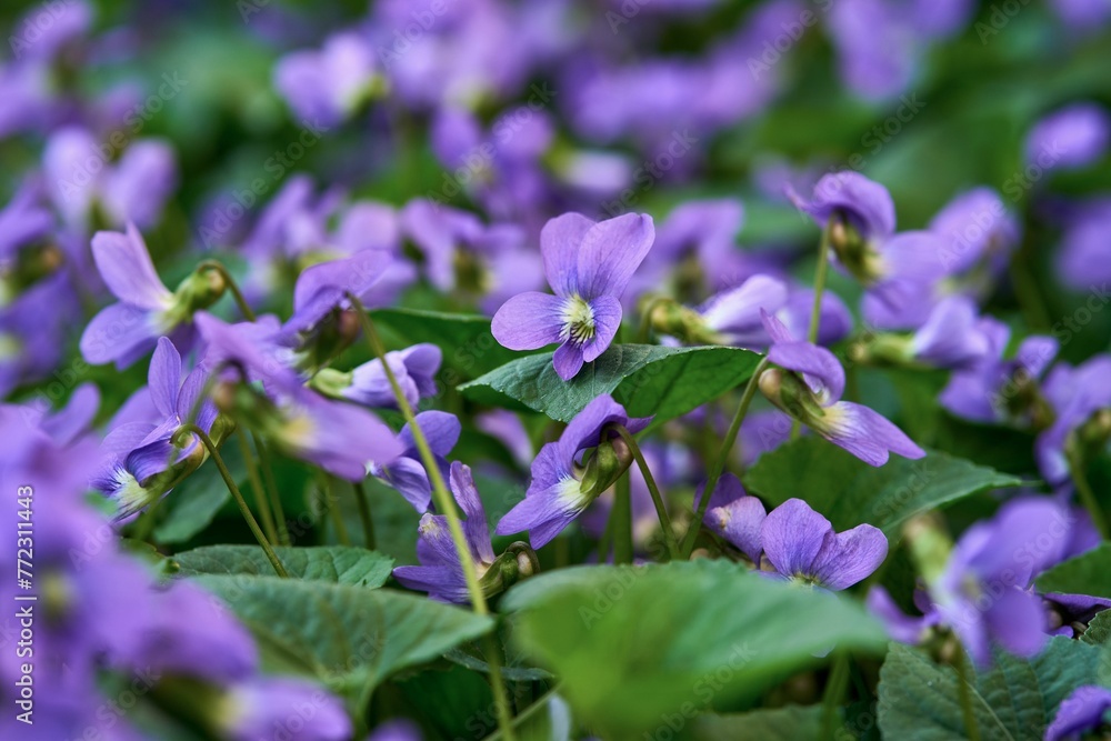 Closeup shot of beautiful purple flowers surrounded by lush green foliage. Closeup shot of beautiful purple flowers surrounded by lush green foliage.