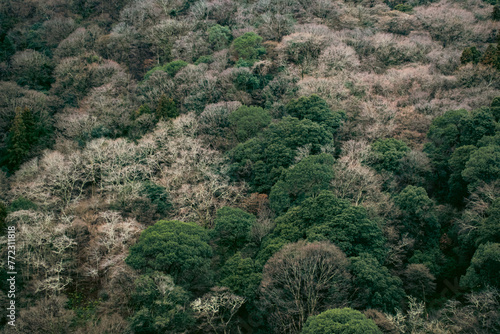 Arashiyama forest (2)