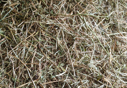 Texture of grass, background.  (ID: 772311847)