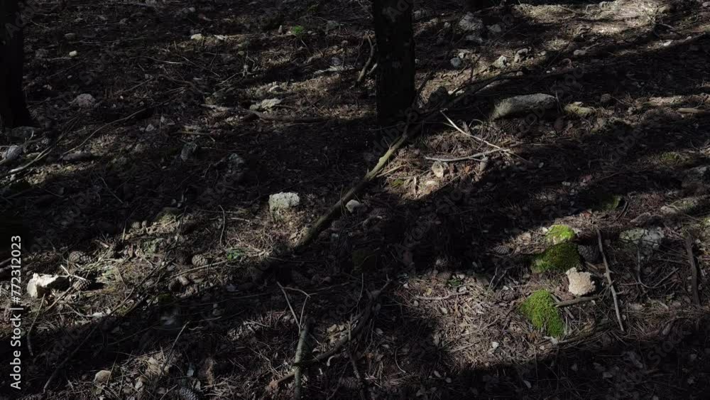 Ground full of wood and remains of vegetation Ground full of wood and remains of vegetation