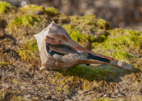 Konstfotografi A Lightening Whelk shell with a live whelk in it on a seaweed covered shore