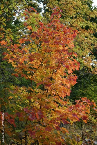Wallpaper Mural a group of green leaves with some red in the background Torontodigital.ca