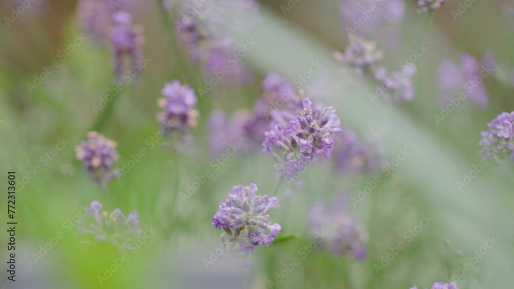 Selective focus of vibrating English lavender flowers with sunlight Selective focus of vibrating English lavender flowers with sunlight