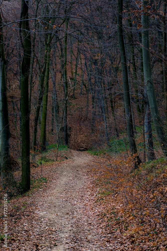 Scenic view of a pathway winding through a forest of colorful autumn trees Scenic view of a pathway winding through a forest of colorful autumn trees