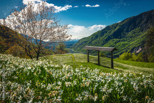 Blossoming abundance daffodils on the meadows in Slovenia