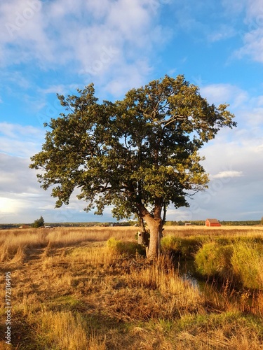 Majestic tree stands tall in the middle of a grassy field  with a cloudy blue sky in the background
