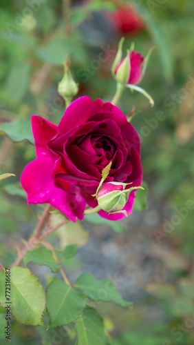 Wallpaper Mural Pink rose in the garden Torontodigital.ca