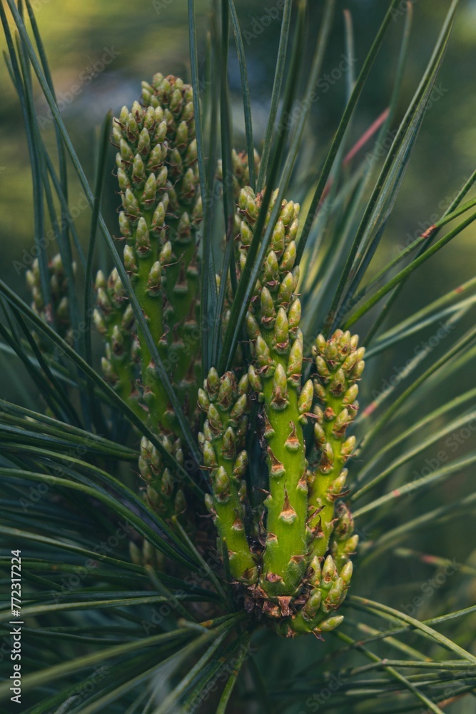 Fototapeta premium Cluster of fresh green pine branches with small buds and pine cones visible hanging off them