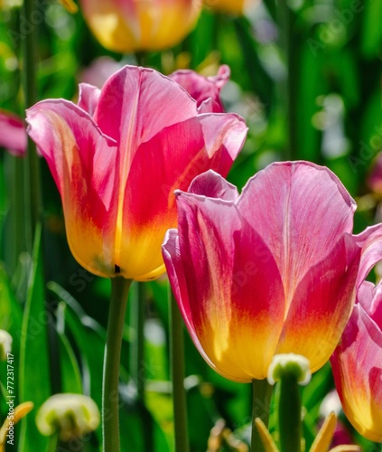 Closeup of pink tulip flowers in a field on a sunny day #772317417