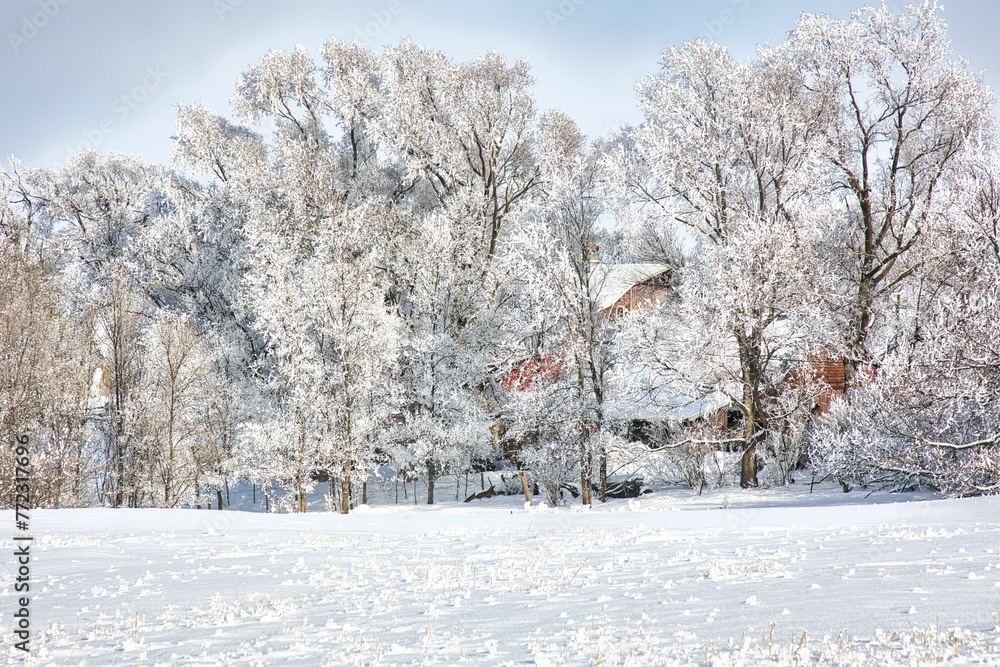 Scenic view of a snow covered field with trees in the background