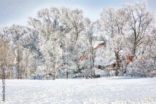 Wallpaper Mural Scenic view of a snow covered field with trees in the background Torontodigital.ca